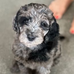 Mr. Red - Merle male Goldendoodle puppy in San Diego, California from Sensational Doodles