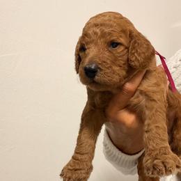 Nala - Red  female Goldendoodle puppy in Naples, Florida from Goldendoodles Of Naples,INC