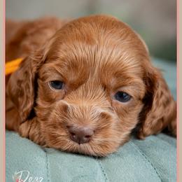 Cannon - Red male Cockapoo puppy in Connersville, Indiana from Deaz Doodle Ranch