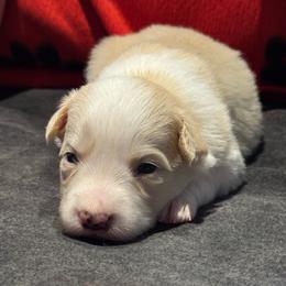 Daisy - White and gold female Border Collie puppy in Jackson, Michigan from Fairlane Kennels