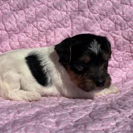 Boy 1 - Tri-color male Jack Russell Terrier puppy in Robstown, Texas from Smokin Pistol Jack Russell Terriers