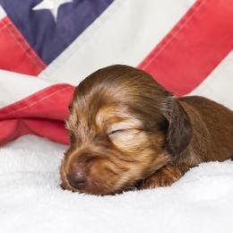 Penny - Red female Dachshund puppy in Texarkana, Texas from Lolo&CoDachshunds