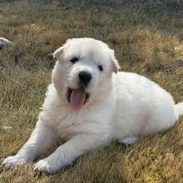 King - White male German Shepherd puppy in Bexar County, Texas from Scenic Creek German Shepherds and White Swiss Shepherds