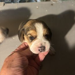 Puppy 1 - White black and tan male Beagle puppy in Martinton, Illinois from Iroquois River Beagles