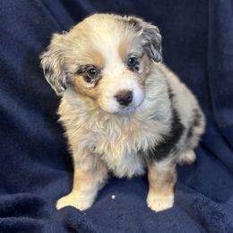 Australian Shepherd, Miniature American Shepherd, and Miniature Australian Shepherd Puppies from Coast to coast Aussies