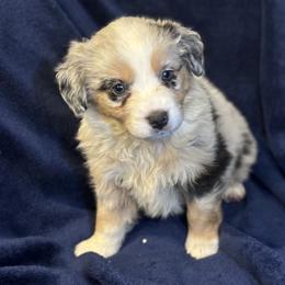 Australian Shepherd, Miniature American Shepherd, and Miniature Australian Shepherd Puppies from Coast to coast Aussies
