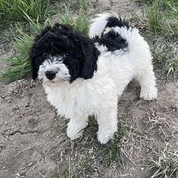 Girl 4 - Black and white Bernedoodle puppy in Amherst, Nebraska from Pile Family Goldendoodles