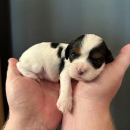 Cavalier King Charles Spaniel Puppies from Veach Cavaliers & Farm