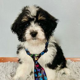 Snickers - Tri-color male Bernedoodle puppy in Lancaster, Missouri from Cavapoo Acres