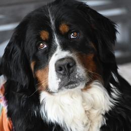 Nyx - Bernese Mountain Dog