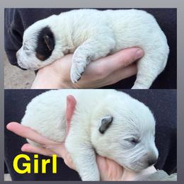 Black ear - Blue female Australian Cattle Dog puppy in Oregon from Willamette Valley Heelers