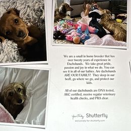 Dachshunds from Doxies of Olympus