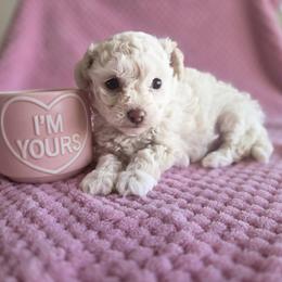 Australian Cattle Dog and Maltipoo Puppies from Cowgirl's Legacy