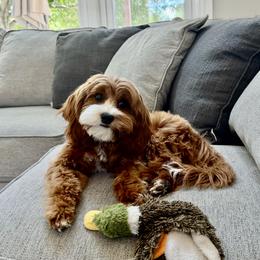 Russ - Cavapoo