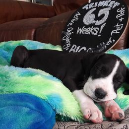 Great Dane Puppies from Danu Danes