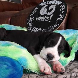 Great Dane Puppies from Danu Danes