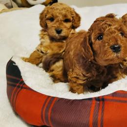 Maltipoo Puppies from Awwws-n-Pawws