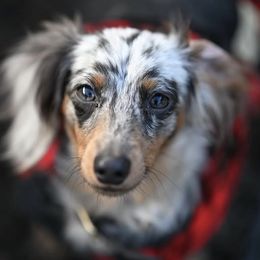 Taffy - Dachshund