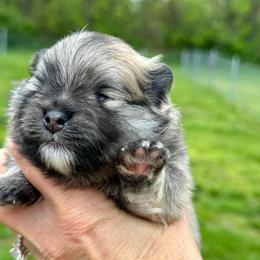 Milo - Orange sable male Pomeranian puppy in Uniontown, Pennsylvania from Oh So Sassy Poms