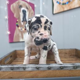 Edith - Harlequin female Great Dane puppy in Granby, Missouri from HCR Great Danes