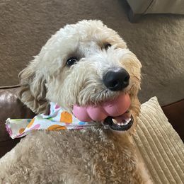 Emmy - Goldendoodle