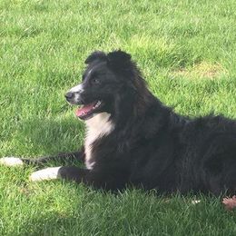 Cinch - Australian Shepherd