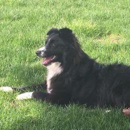 Cinch - Australian Shepherd