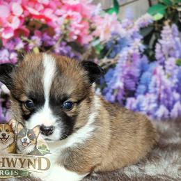 Caspian - Sable male Pembroke Welsh Corgi puppy in Akeley, Minnesota from Northwynd Corgis
