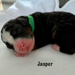 Jasper - Tri-color male Bernedoodle puppy in Pottstown, Pennsylvania from Willow-Be Doodles