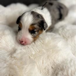 Ms. Black - Blue merle female Aussiedoodle puppy in San Antonio, Texas from Lovable Doodles SA