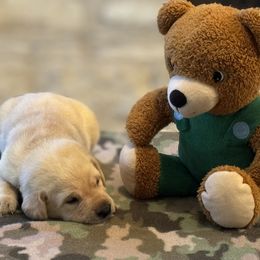 Labrador Retriever Puppies from Central Texas Labs