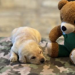 Labrador Retriever Puppies from Central Texas Labs