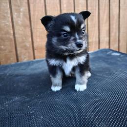 Mischa - Black tri female Toy Australian Shepherd puppy in Leonard, Texas from Tin Roof Aussies