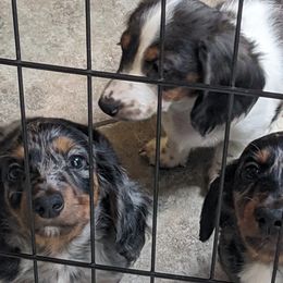 Dachshunds and Pugs from Manpaw Puppies
