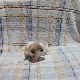 Light tan Girl - Tan and white female Beagle puppy in New River, Arizona from Desert Mountain Dobermans
