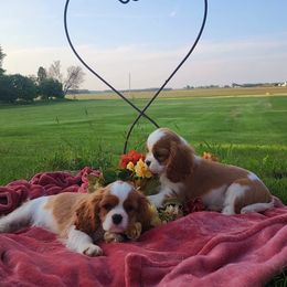 Cavalier King Charles Spaniel Puppies from AlKemy Pure Bred