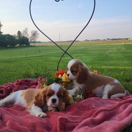 Cavalier King Charles Spaniel Puppies from AlKemy Pure Bred