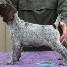 German Wirehaired Pointer Puppies from Idawire GWPs