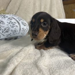 Chaos - Chocolate and tan male Dachshund puppy in Richwood, West Virginia from Wild and Wonderful Wieners