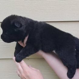 Boy 2 - male Akita puppy in Granbury, Texas from Folklore Akitas