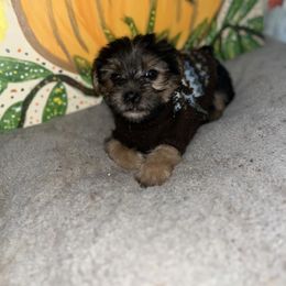 Chester - Black and tan male Yorkshire Terrier puppy in Strunk, Kentucky from Hip Hoppin Yorkies