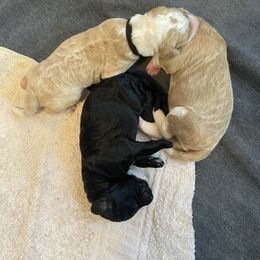 Bernedoodle Puppies from TJ SA Bernedoodles