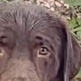 Labrador Retrievers, Pekingese, Poodles, Shih Tzus, and Yorkshire Terriers from Silver Bells Paw Prints