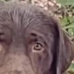 Labrador Retrievers, Pekingese, Poodles, Shih Tzus, and Yorkshire Terriers from Silver Bells Paw Prints