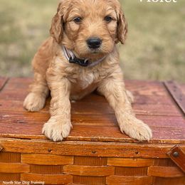 Violet - Goldendoodle puppy in Lancaster, Minnesota from North Star Dog Training