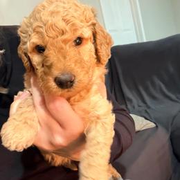 Pink Collar - Apricot female Goldendoodle puppy in Ottawa, Kansas from Kansas Country Doodles