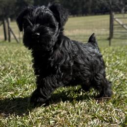 Brock's Miniature Schnauzer - Black male Miniature Schnauzer puppy in Greensburg, Louisiana from Brock’s  Miniature Schnauzers