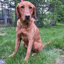 Athena - Labrador Retriever