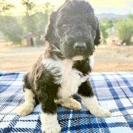 Poseidon - Parti male Poodle puppy in Meadowbrook, California from Standard Poodle Pups