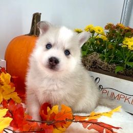 Fox - Merle male Pomsky puppy in Michigan from Blue Water Pomskies